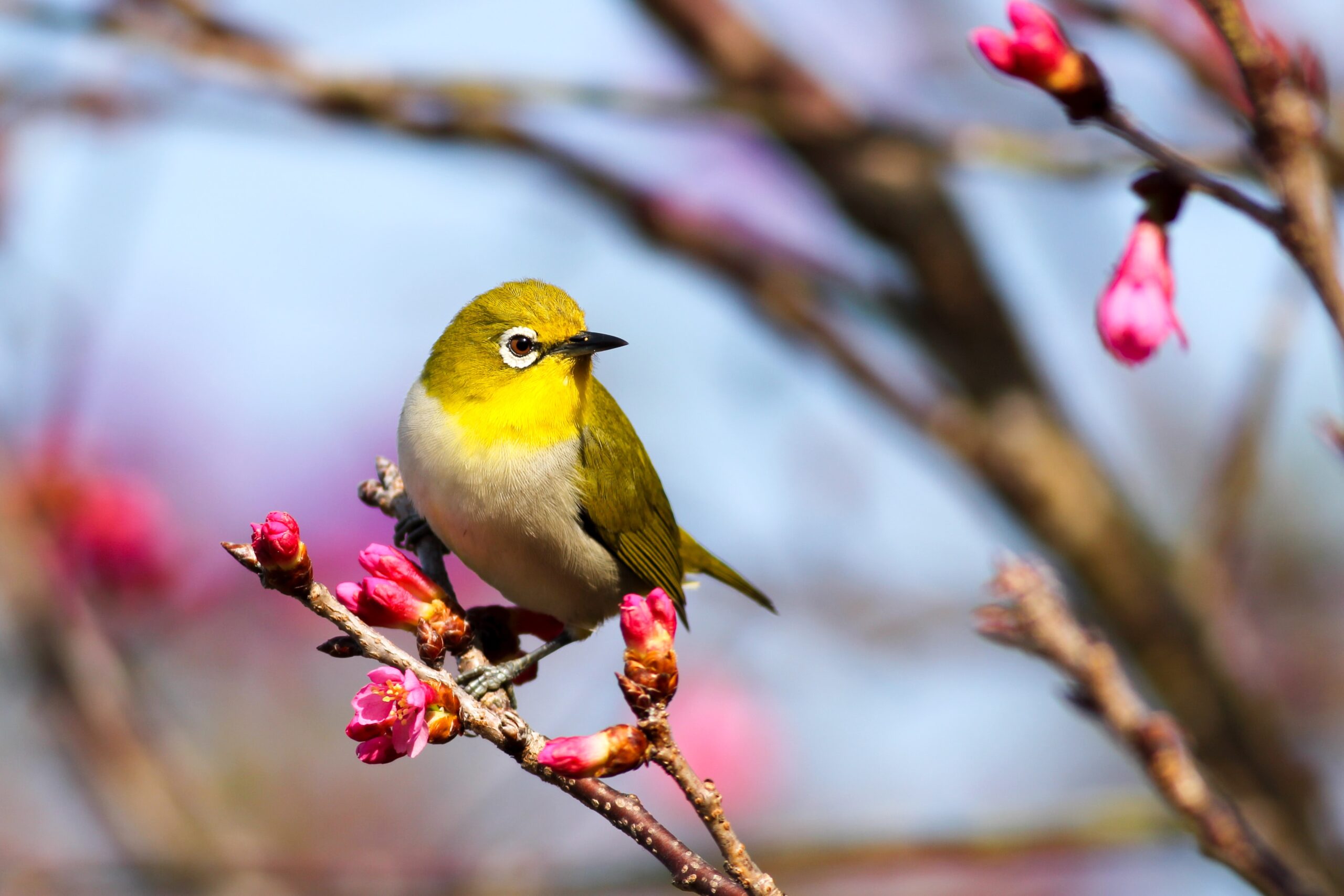 A yellow bird in a cherry blossom tree
