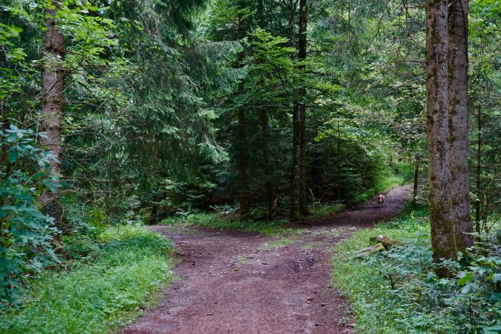 a path in the woods with divergent trails