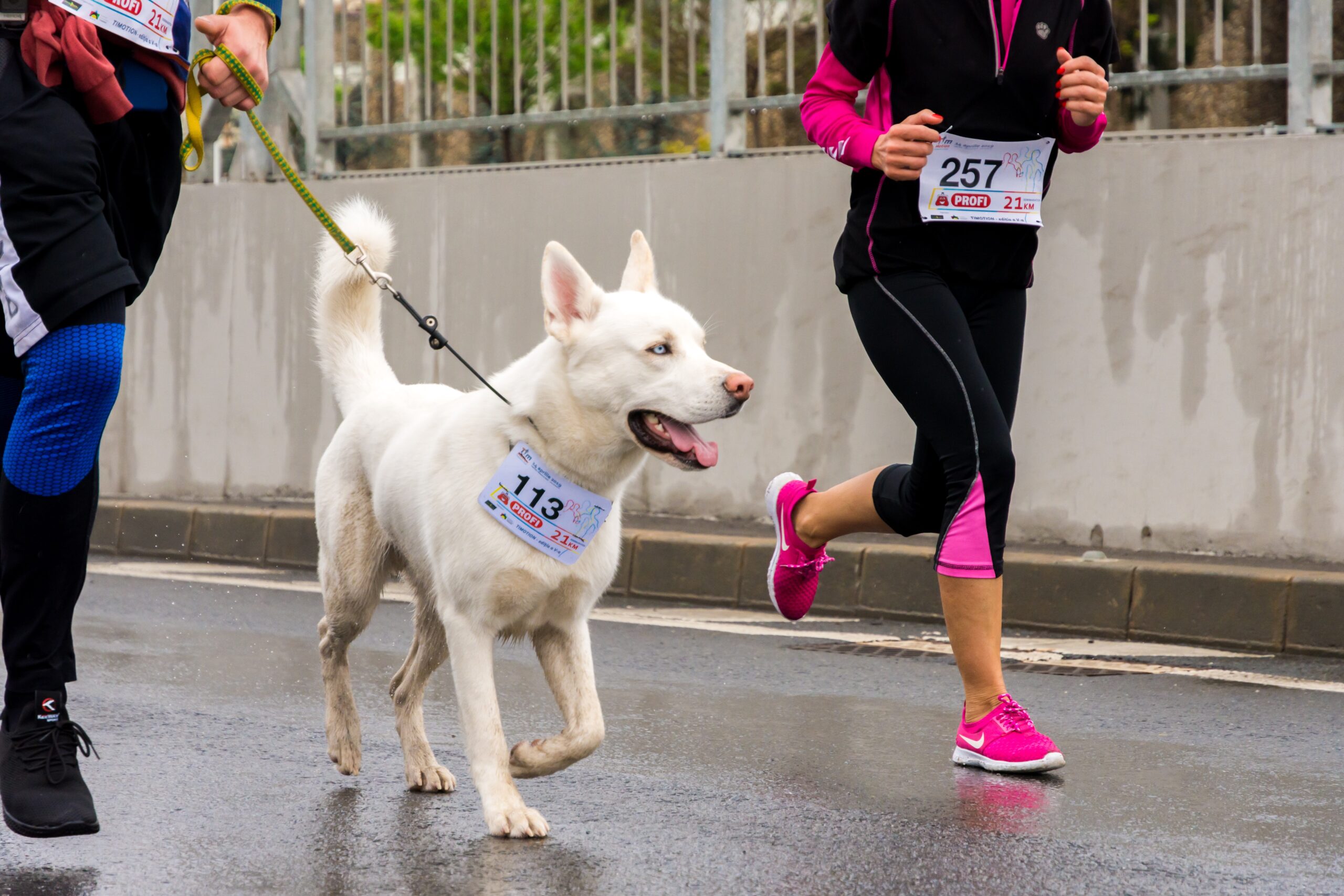 a dog and people participating in a run and walk-a-thon