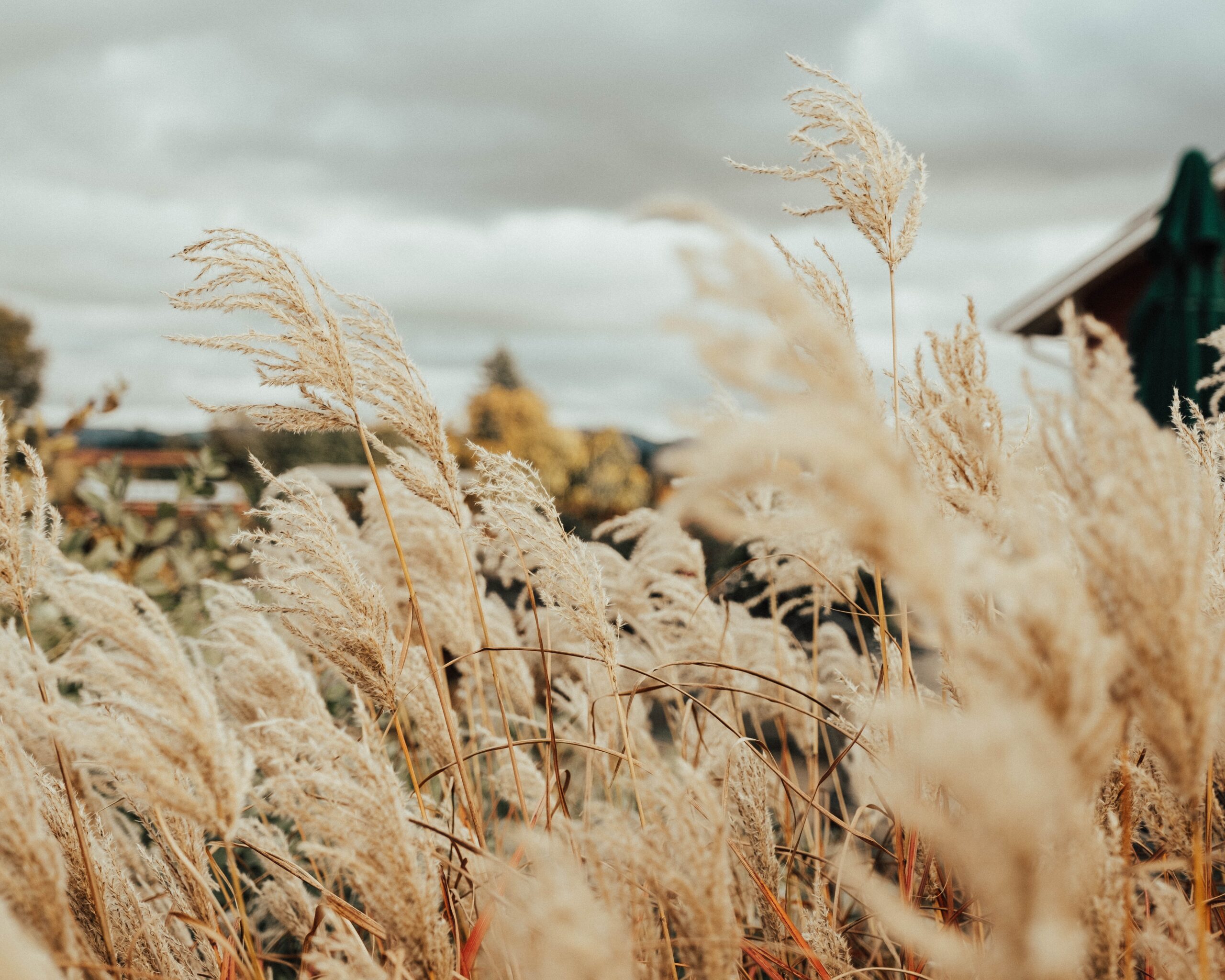 an autumnal field of pampas grass