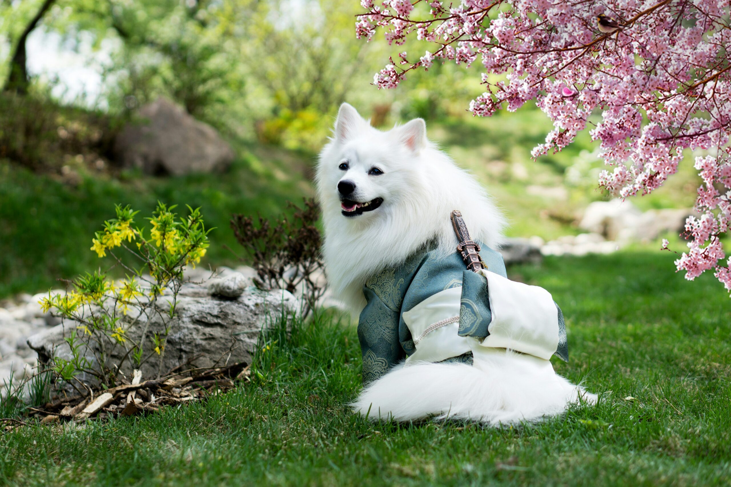 An adorable white dog dressed as a Geisha for spring. 