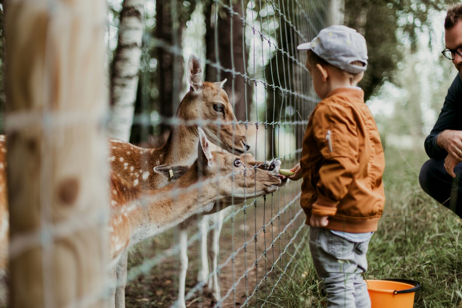 A young child feeding deer through a fence at a wildlife sanctuary, with an adult watching nearby.