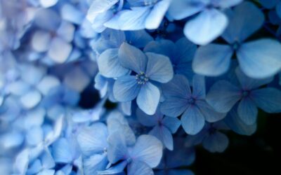 Creative Fundraising Ideas for the Spring Equinox