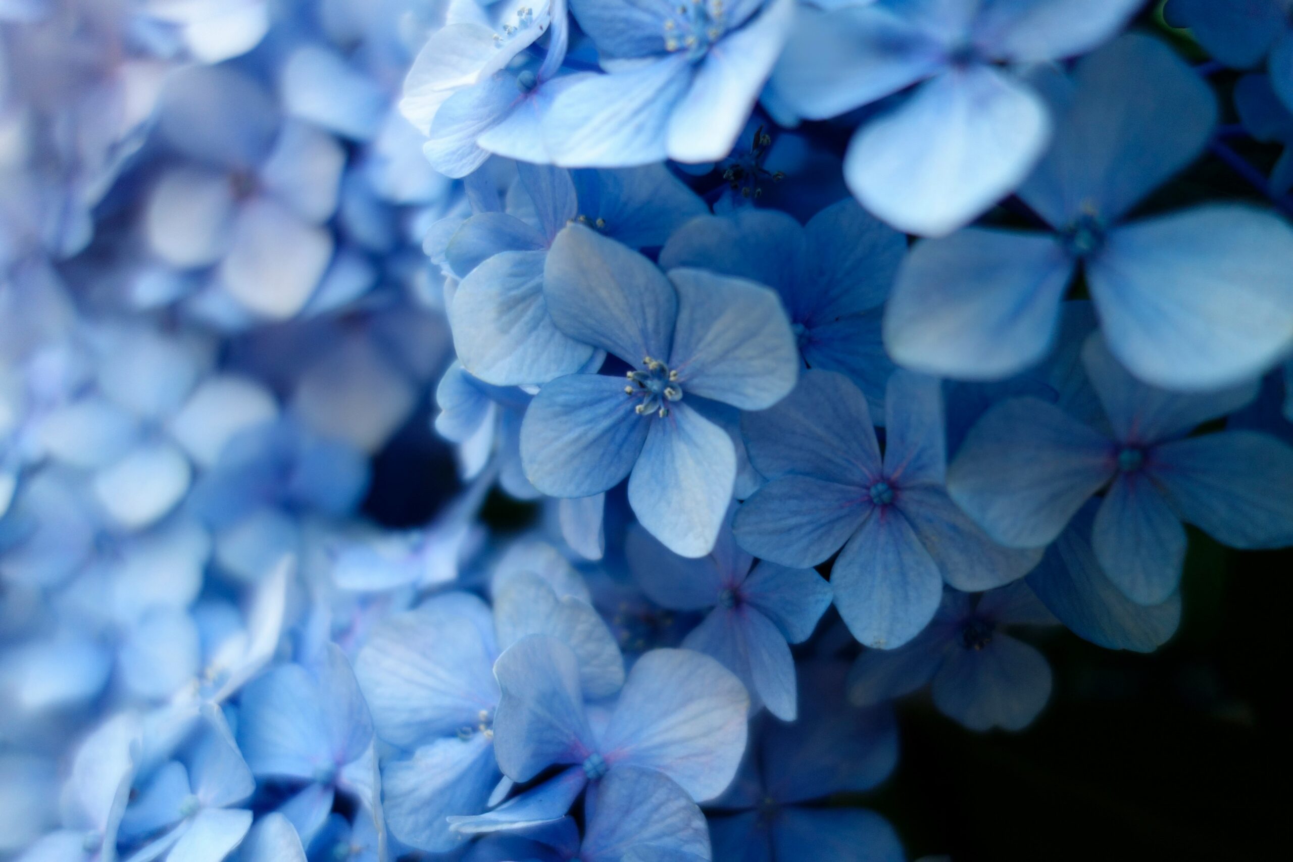 A close out the delicate petals of pale blue hydrangea, signifying spring.