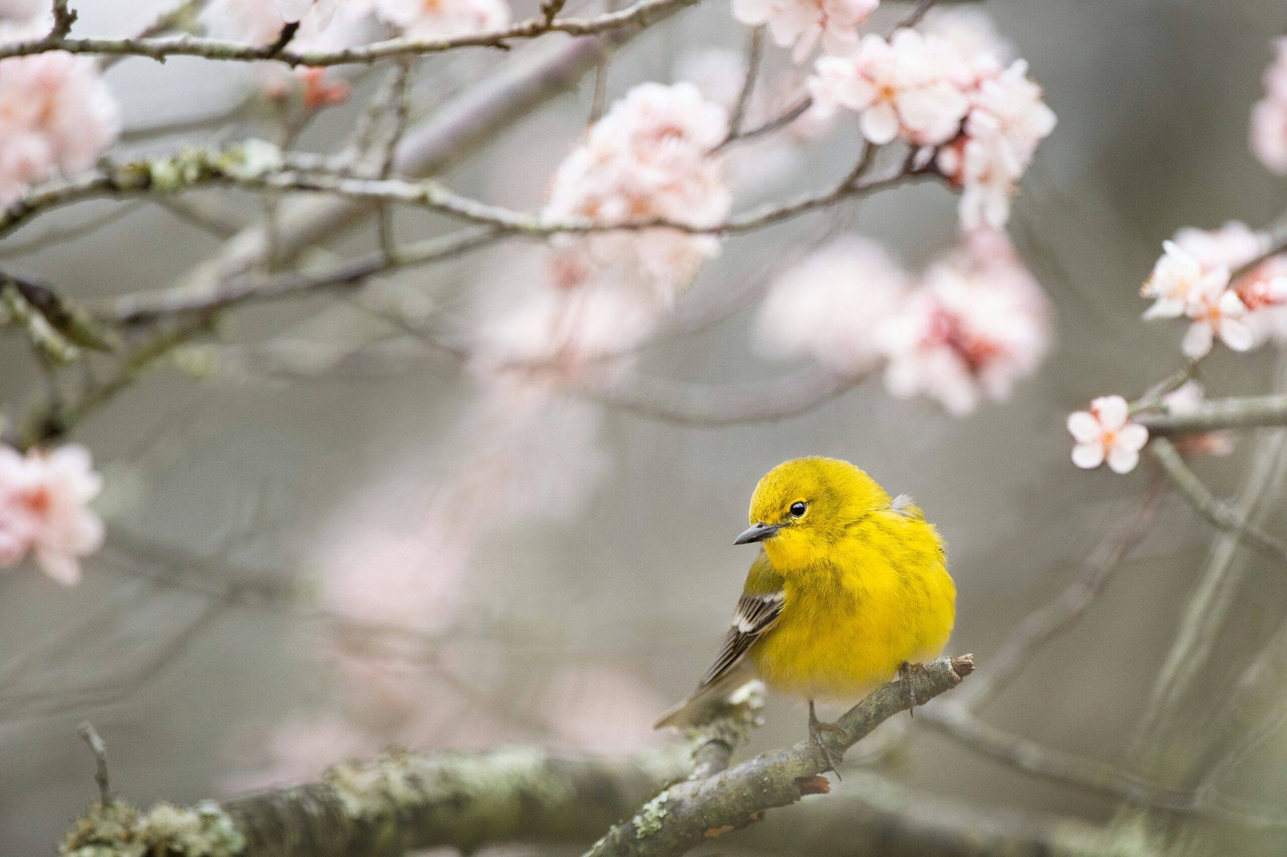 a sweet little yellow bird sits on the branch of a cherry blossom tree flowering in early spring