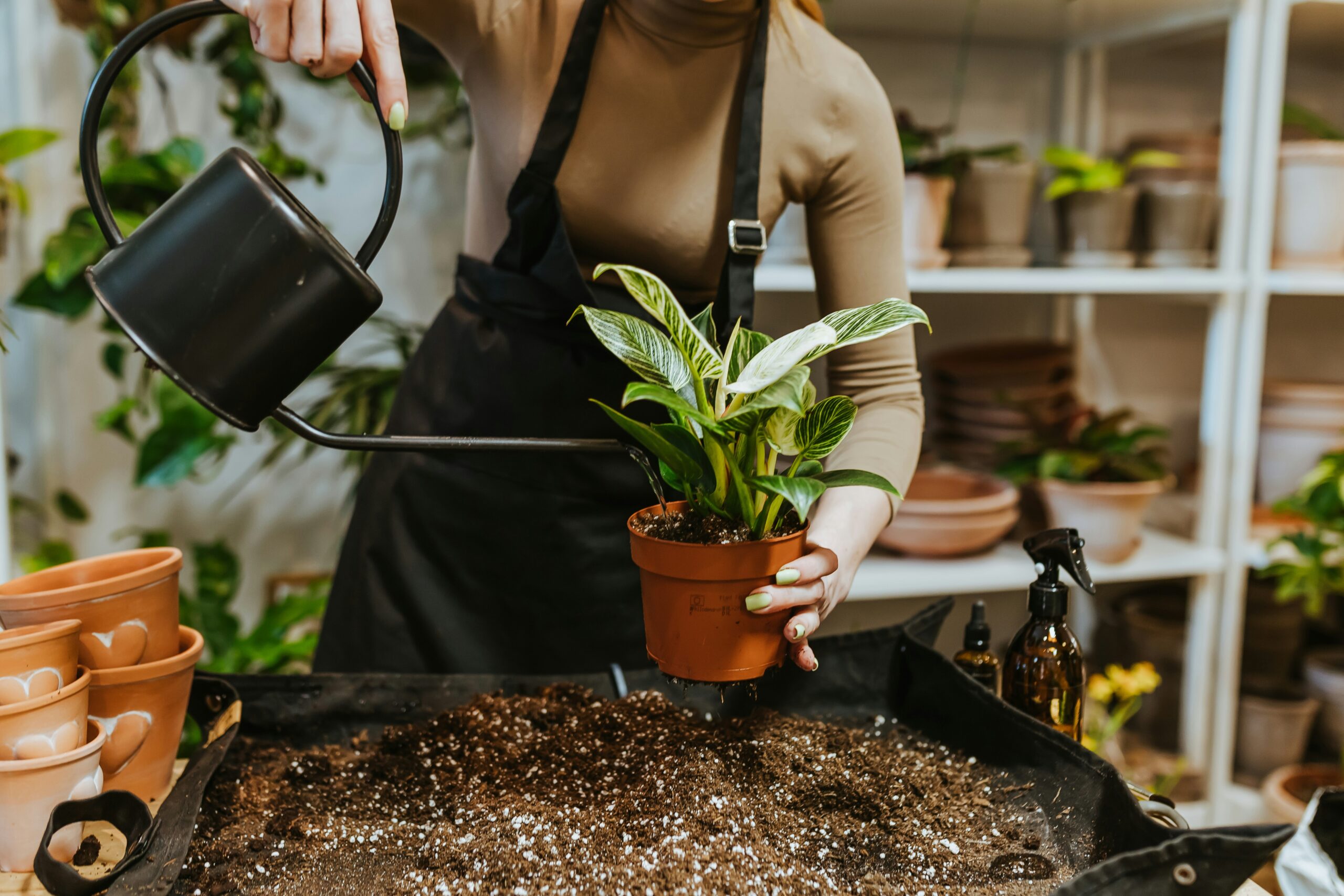 A person wearing a gardening apron waters a freely potted houseplant doing a plant sale fundraising event