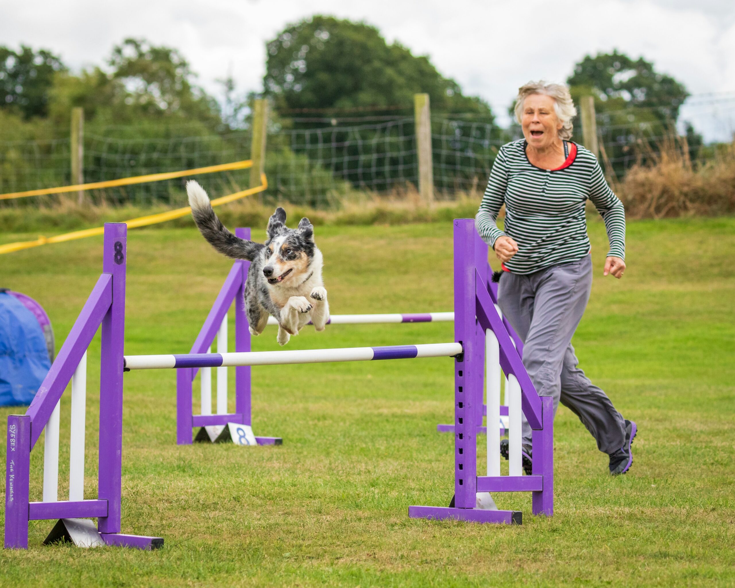dog-agility-fundraiser-summer-solstice-event Dog jumping over an agility hurdle during a summer fundraising event with its handler running beside it