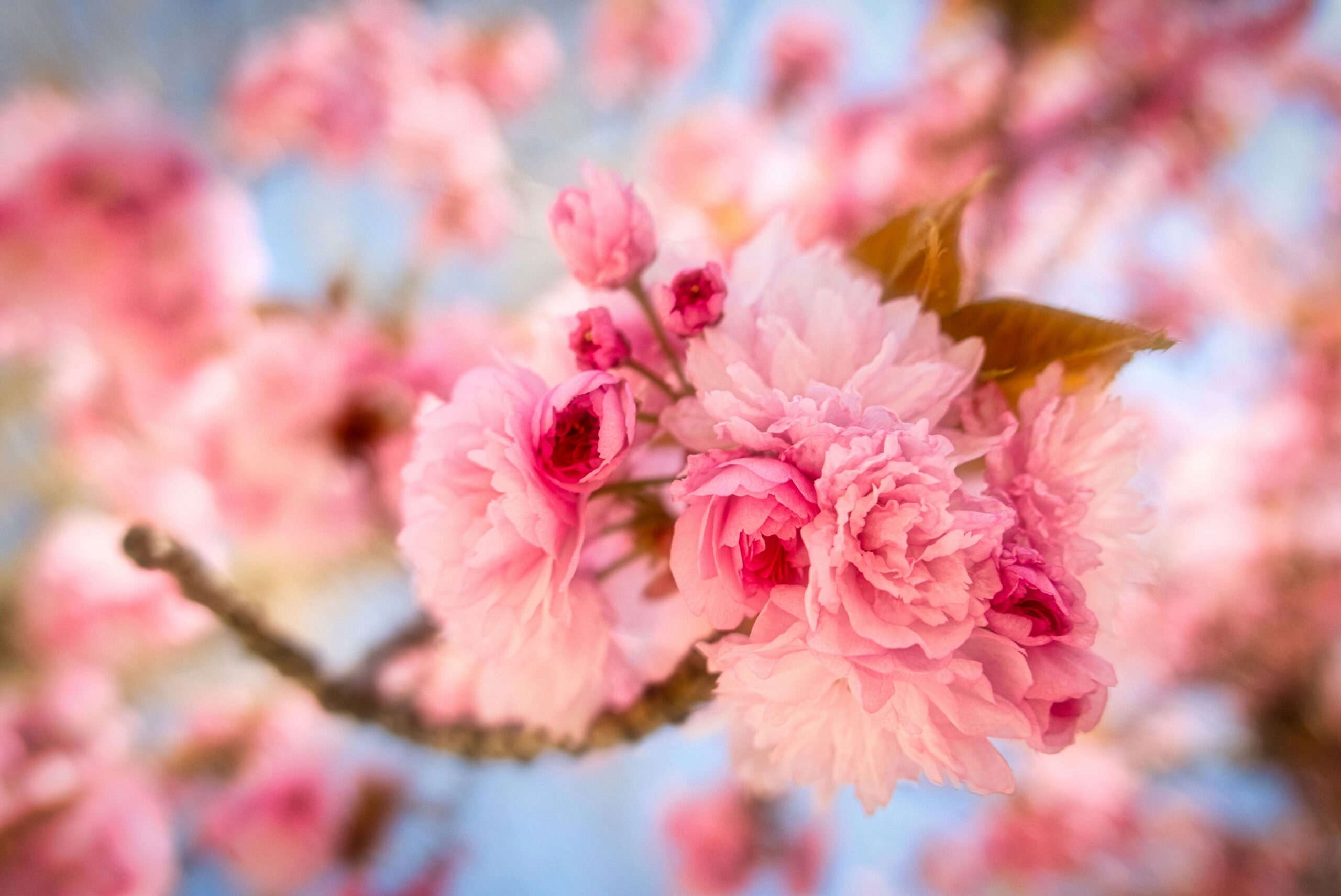 seasonal-fundraising-spring-blossoms-scaled-1 Spring blossoms representing seasonal fundraising ideas and community growth for nonprofit organisations