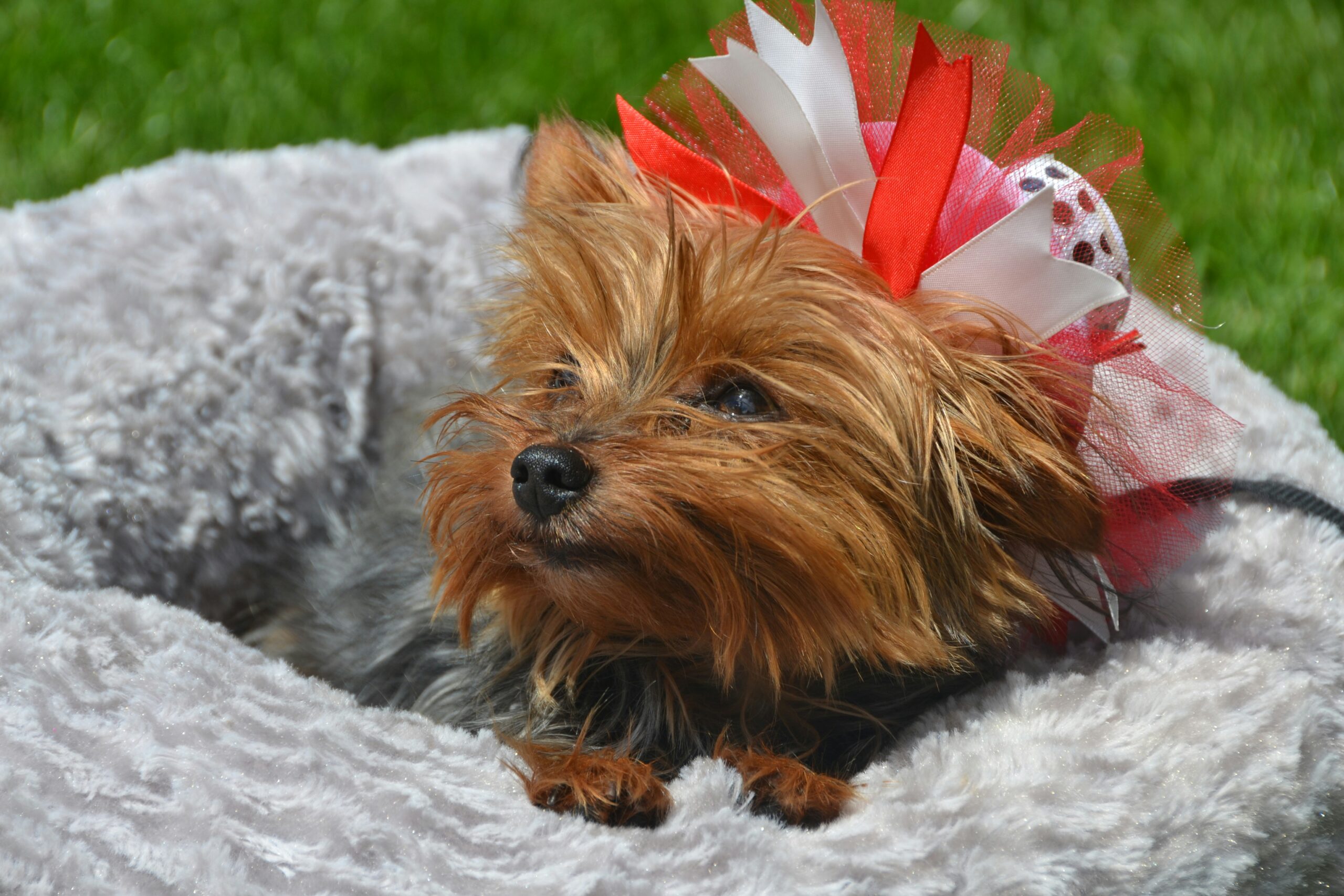 canada-day-dog-red-white-bow-fundraising Small Yorkshire Terrier wearing festive red and white bow sitting on white blanket outdoors for Canada Day celebration